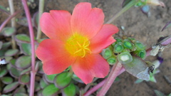 Portulaca umbraticola