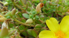 Portulaca umbraticola