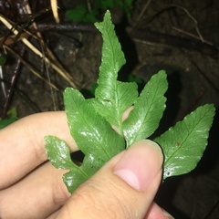 Bolbitis scalpturata