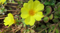 Portulaca umbraticola