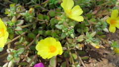 Portulaca umbraticola