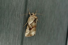 Macdunnoughia purissima