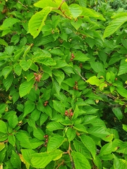 Prunus maximowiczii