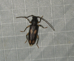 Tylonotus bimaculatus