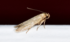 Holcocera chalcofrontella