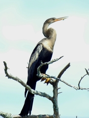 Anhinga anhinga