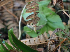 Cnaphalocrocis