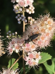 Brachyleptura