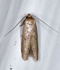 Holcocera chalcofrontella