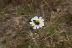 Acmaeotethya