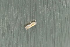 Yamatotettix flavovittatus