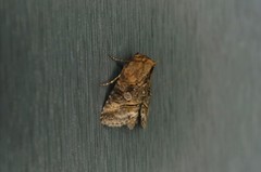 Abrostola abrostolina