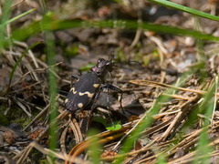 Cicindela sylvatica