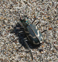 Cicindela bellissima