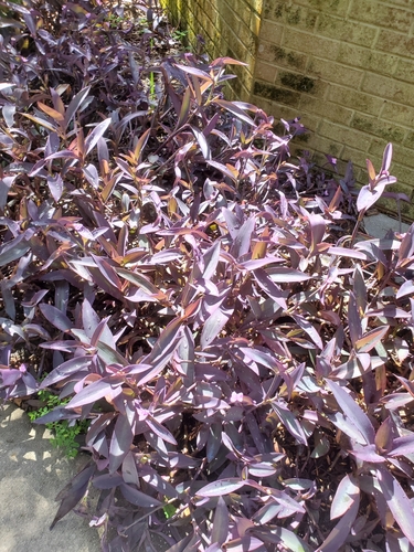 Tradescantia pallida image