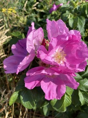 Rosa rugosa