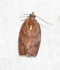 Argyrotaenia juglandana