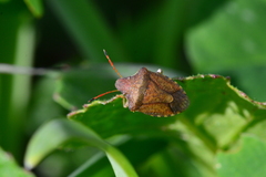 Peribalus strictus strictus