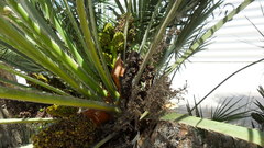 Chamaerops humilis