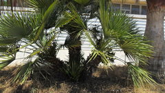 Chamaerops humilis