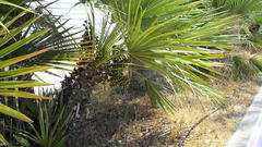 Chamaerops humilis