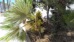 Chamaerops humilis