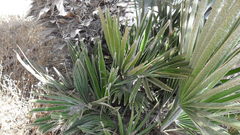 Chamaerops humilis
