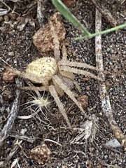 Pararaneus spectator