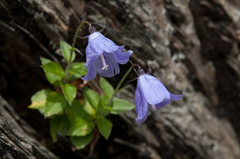 Adenophora morrisonensis