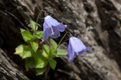 Adenophora morrisonensis