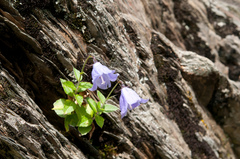 Adenophora morrisonensis