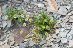 Erigeron morrisonensis morrisonensis