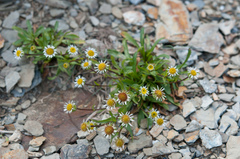 Erigeron morrisonensis morrisonensis