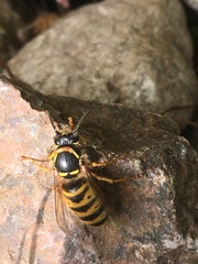 Dolichovespula media