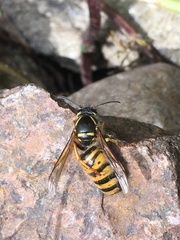 Dolichovespula media