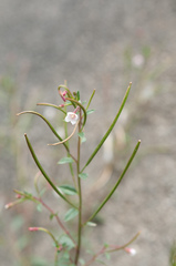 Epilobium hohuanense