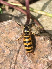 Dolichovespula media