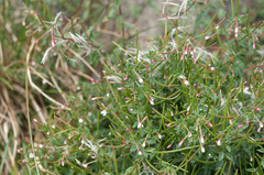 Epilobium hohuanense