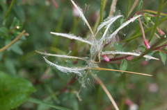 Epilobium hohuanense