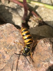 Dolichovespula media