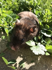 Mesocricetus auratus