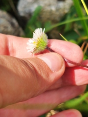 Erigeron eriocalyx