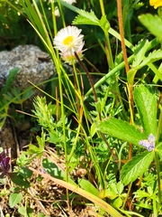 Erigeron eriocalyx