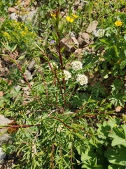 Spiraea alpina