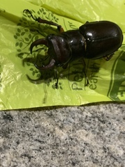 Lucanus capreolus
