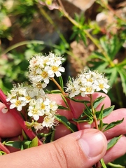 Spiraea alpina