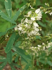Melilotus albus