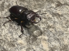 Lucanus capreolus