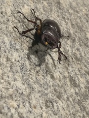Lucanus capreolus