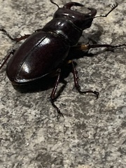 Lucanus capreolus